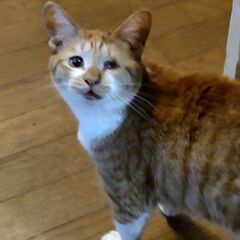 目に障害あり　茶白の子猫のような片目のルゥ　１歳半 - 里親募集