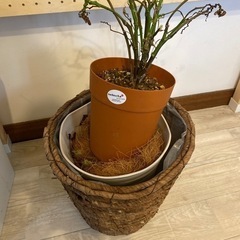 【0円無料】25×25植木鉢(本日か明日10時まで)