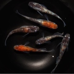 メダカ　三色ラメ体外光　3ペア 