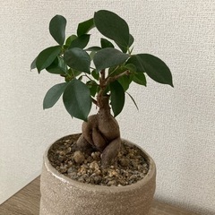 ガジュマル差し上げます🌱