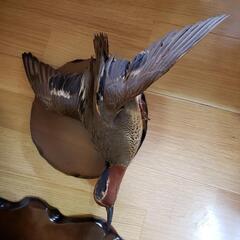カモのはくせい