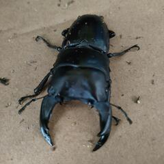 国産オオクワガタ  極太系 ガゼルド血統  2♂1♀