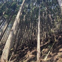 【成約済】山林物件088　兵庫県朝来市生野町 - 不動産
