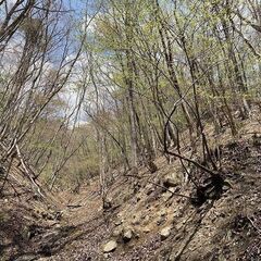 【成約済】山林物件088　兵庫県朝来市生野町 − 兵庫県