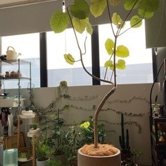 観葉植物　フィカス　ウンベラータ