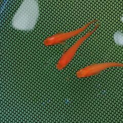 【愛知県小野氏直系】小野紅帝1ペア　メダカの画像