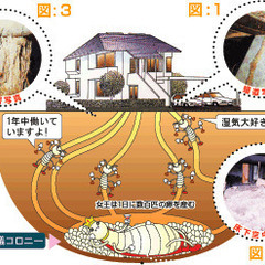シロアリ予防、駆除します！5年保証付き - 福山市