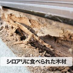 シロアリ予防、駆除します！5年保証付き - 害虫/害獣駆除