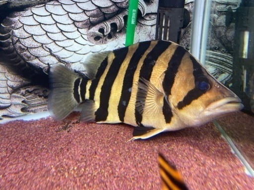 ダトニオリアルバンド　±30cm