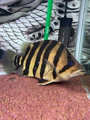 ダトニオリアルバンド　±30cm