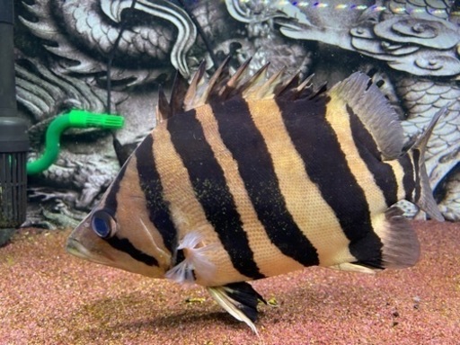 ダトニオリアルバンド　±30cm