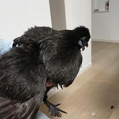 黒烏骨鶏メス２羽 − 東京都