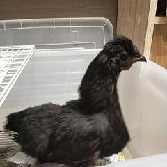 黒烏骨鶏メス２羽 - 江東区