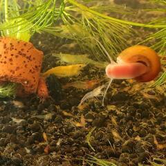 チェリーシュリンプの稚エビ🦐５色１０匹＋αと水草のマツモを少しお...