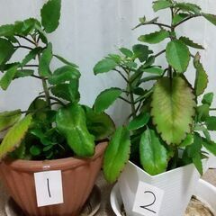 観葉植物 マザーリーフ