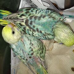 セキセイインコの雛の里親募集（一旦締切）
