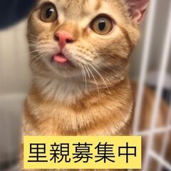 アメリカンショートヘア　　子猫　●●●本文をよくご覧下さいませ。...