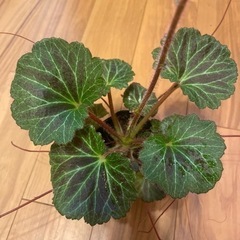 ① 薬草　ユキノシタ　苗　野草　山菜　雪の下　