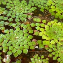 🐸🍃ウオーターダイヤ水草 メダカに最適