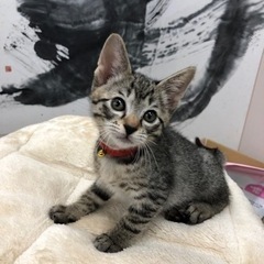 里親決定❣️