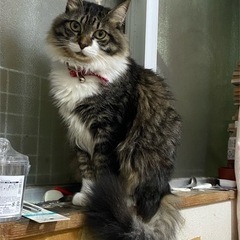 猫を探しています