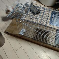 動物　捕獲器　お値下げの画像