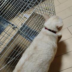動物　捕獲器　お値下げの画像