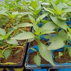 野菜苗　トウガラシ