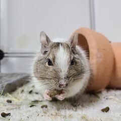 デグー(ホワイトパイド)♂1年2ヶ月