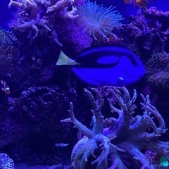 ナンヨウハギ 海水魚