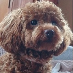 愛犬の遊び相手(犬)を探しています。