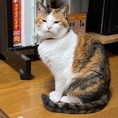 無事帰ってきました！『迷子猫！どこかで見なかったですか？稲美町国岡』