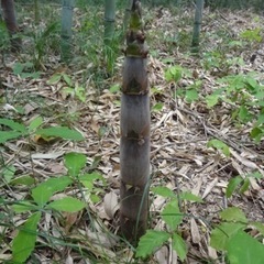 筍取り放題　淡竹  (受け渡し者決定)の画像