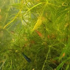 チェリーシュリンプの稚エビ🦐５色１０匹＋αと水草のマツモを少しお付けします。の画像