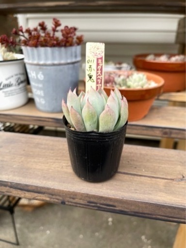 おらいさん苗　赤鬼