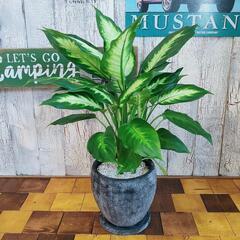 【観葉植物】ディフェンバキア ホワイトカミーラ 受皿付