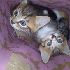 子猫4匹の里親募集です※皆決まりました!!ありがとうございました...