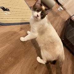 ラグドール風の男の子 - 猫