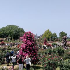 10/21　25～38歳　 京成バラ園散策
