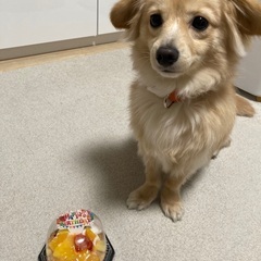 犬友さん🐕✩.*˚