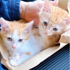仲良し兄弟猫✩*॰ とてもお利口ちゃんです。
