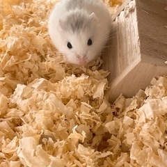 ロボロフスキーハムスター