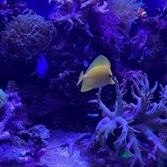 キイロハギの画像