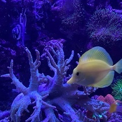 キイロハギの画像