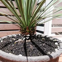 ユッカ ロストラータ 植木 庭木 ロックガーデン ドライガーデン アガベ