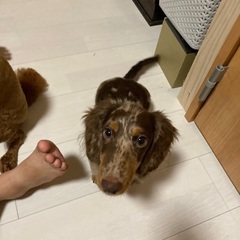 ミニチュアダックスフンド