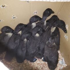 激レア・極美　カユーガアヒル　ひよこ − 東京都