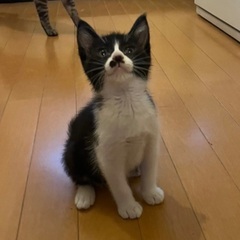子猫の里親を募集しています【トライアル中】 - 児湯郡