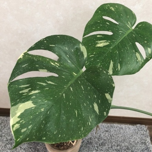 《鉢付き》斑紋入り　モンステラ