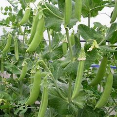 スナップエンドウ収穫体験🍅